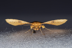 Striglina