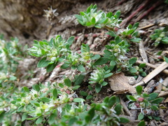 Paronychia polygonifolia