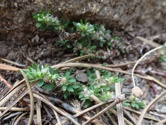 Paronychia polygonifolia