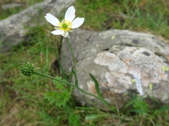 Ranunculus pyrenaeus