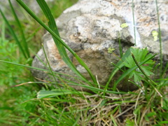 Ranunculus pyrenaeus
