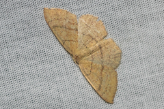 Cyclophora dataria