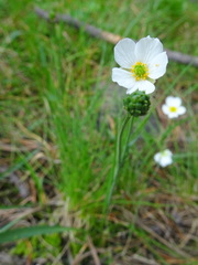Ranunculus pyrenaeus