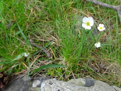 Ranunculus pyrenaeus