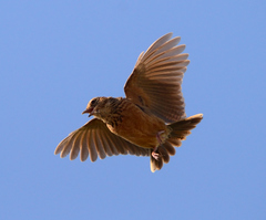 Mirafra apiata marjoriae