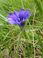 Gentiana pyrenaica
