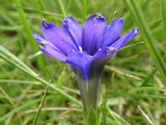 Gentiana pyrenaica