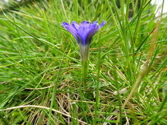 Gentiana pyrenaica