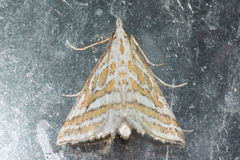Leptosteges parthenialis