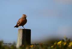 Mirafra apiata marjoriae