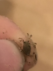 Hemigrapsus oregonensis