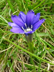 Gentiana pyrenaica
