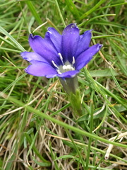Gentiana pyrenaica