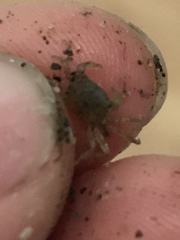 Hemigrapsus oregonensis