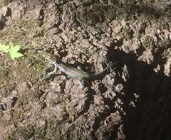 Anatololacerta pelasgiana