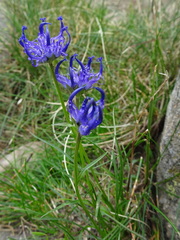 Phyteuma hemisphaericum