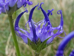 Phyteuma hemisphaericum