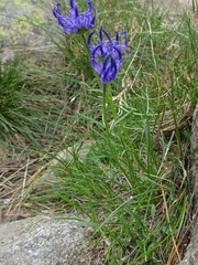 Phyteuma hemisphaericum