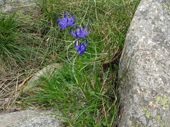 Phyteuma hemisphaericum