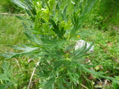 Aconitum napellus