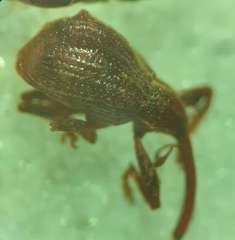 Anthonomus quadrigibbus