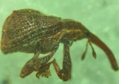 Anthonomus quadrigibbus