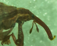 Anthonomus quadrigibbus