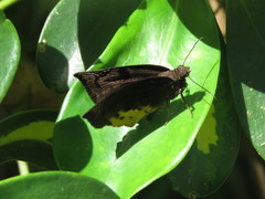 Achlyodes busirus