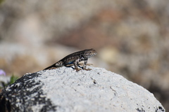 Sceloporus graciosus gracilis