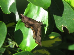 Achlyodes busirus
