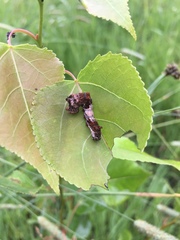 Limenitidinae
