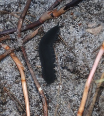 Peripatopsis capensis