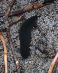 Peripatopsis capensis