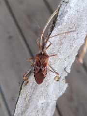 Leptoglossus occidentalis