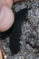 Peripatopsis capensis