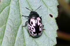 Calligrapha anabelae