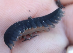 Peripatopsis capensis