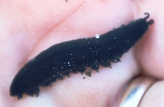 Peripatopsis capensis