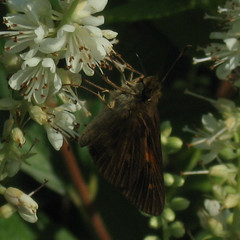 Poanes viator