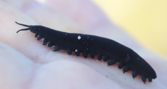 Peripatopsis capensis