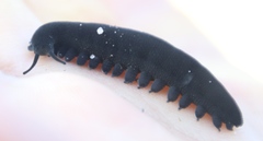 Peripatopsis capensis