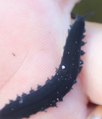 Peripatopsis capensis