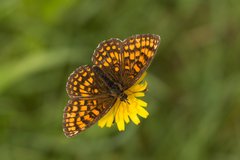 Melitaea athalia