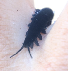 Peripatopsis capensis