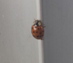 Harmonia axyridis