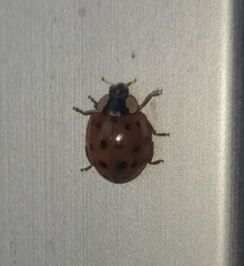 Harmonia axyridis