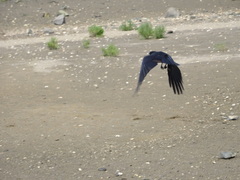 Corvus corone
