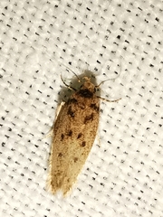 Bryotropha domestica