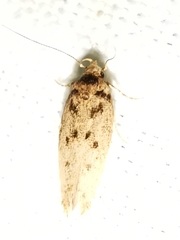 Bryotropha domestica