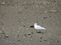 Ichthyaetus melanocephalus